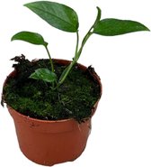 Groene plant – Scindapsus (Epipremnum Skeleton Key) – Hoogte: 15 cm – van Botanicly