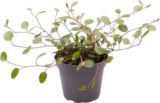 Muehlenbeckia – Complexa – Hoogte 10cm
