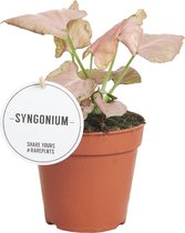 Groene plant – Gatenplant (Syngonium Strawberry) – Hoogte: 25 cm – van Botanicly