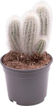 Cactus – Austrocephalocereus Dybowskii (Austrocephalocereus Dybowskii) – Hoogte: 10 cm – van Botanicly