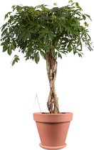 Groene plant – Vingerboom (Schefflera Compacta Vingers) met bloempot – Hoogte: 130 cm – van Botanicly