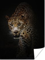 Poster Luipaard - Wilde dieren - Licht - 90x120 cm