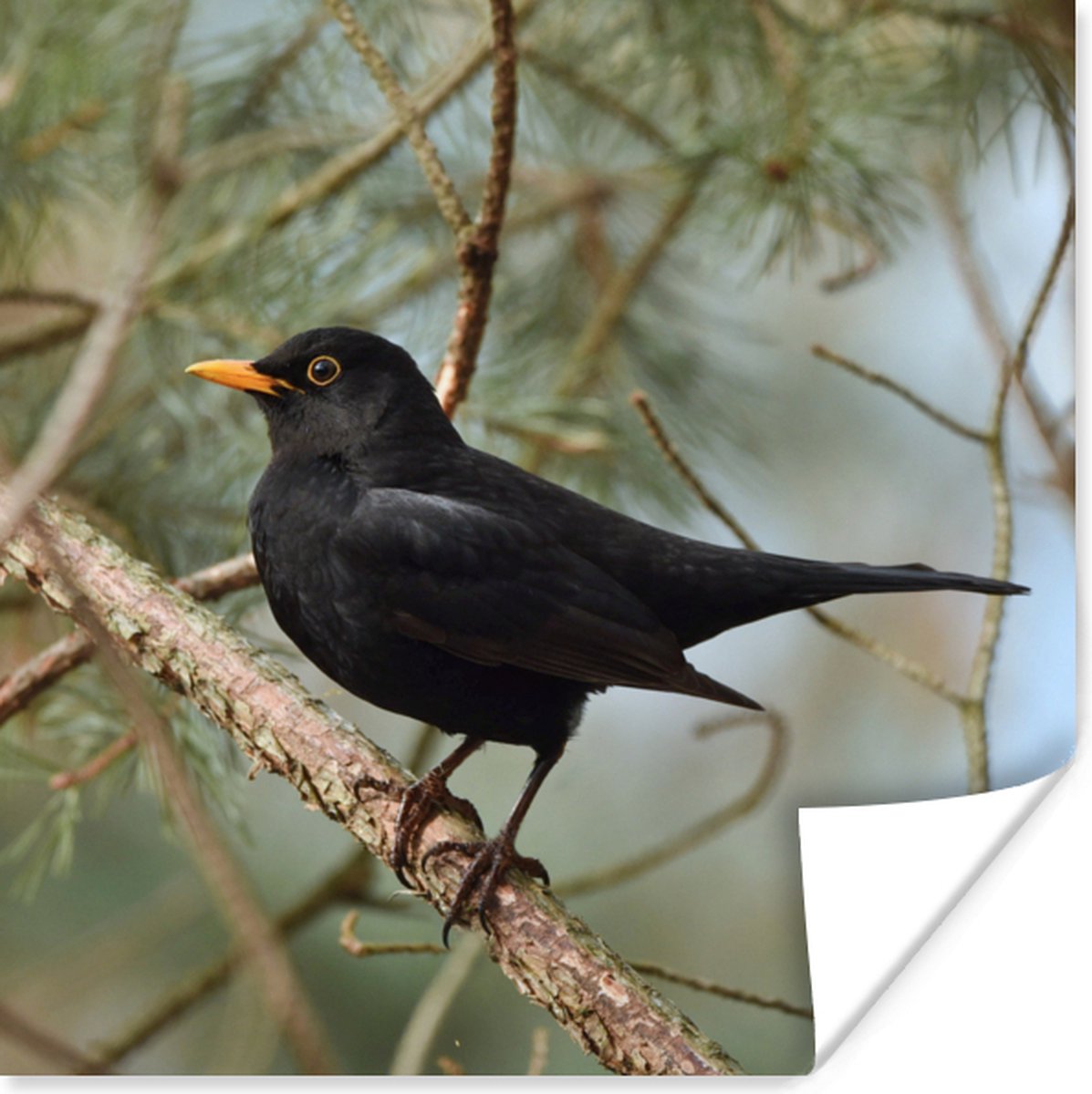 Poster Vogel - Merel - Takken - Dieren - 30x30 cm
