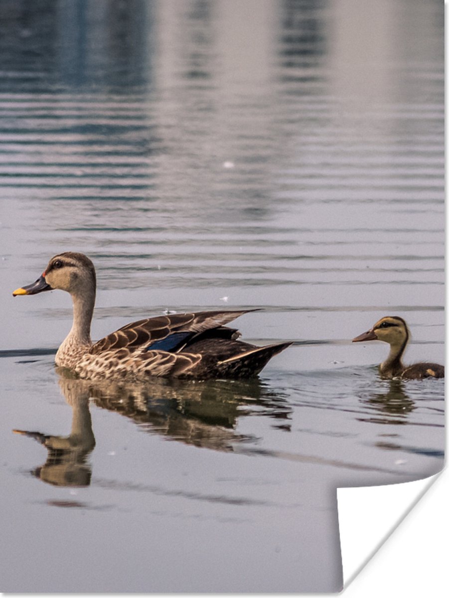 Poster Eend - Water - Vogel - Bruin - 30x40 cm