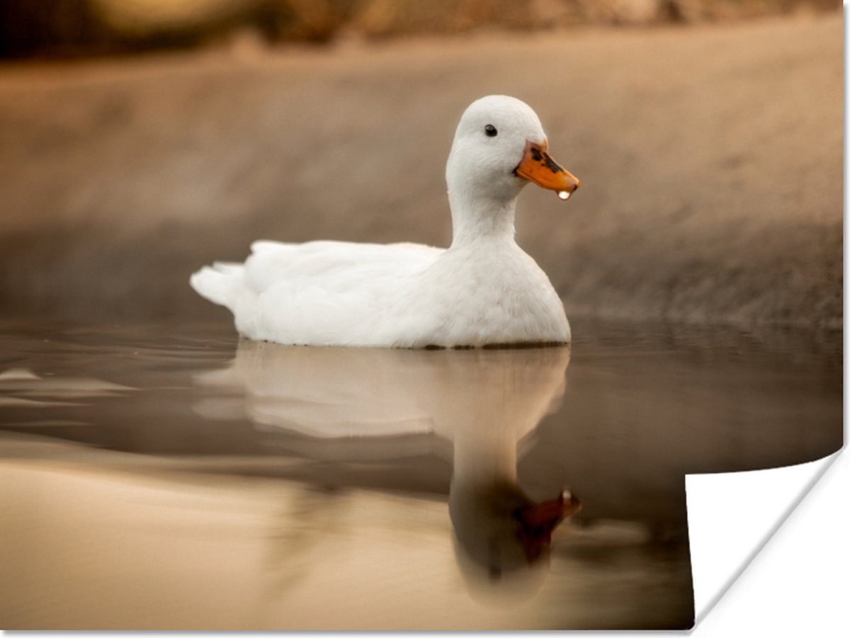 Poster Eend - Vogel - Water - Wit - 120x90 cm