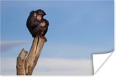 Poster Aap - Paal - Chimpansee - Dieren - Lucht - 60x40 cm