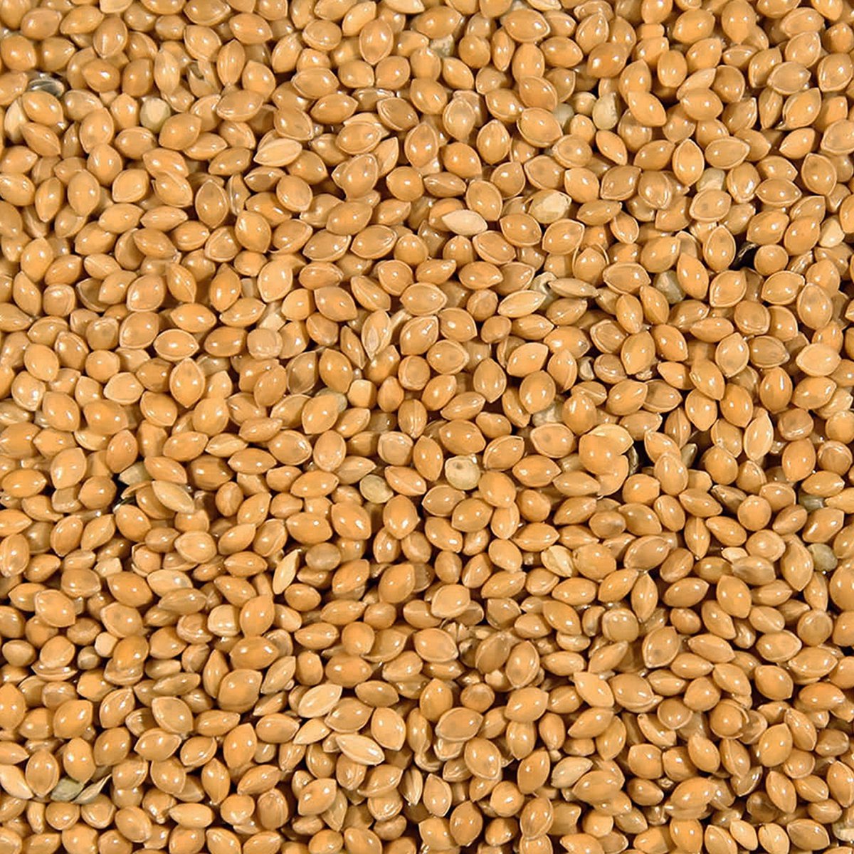 Duvoplus - Binnenvogelvoer - Vogel - Millet Geel = Rondzaad Geel Duvo 20kg - 1st