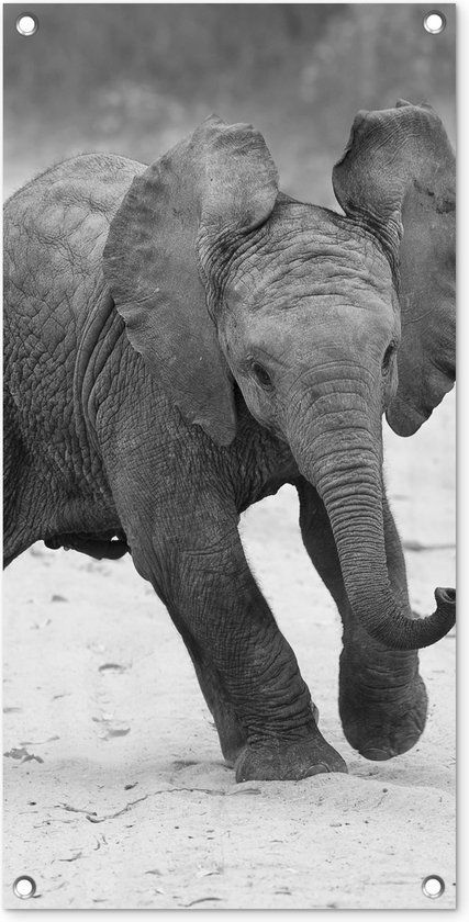 Baby olifant die in het zand loopt in zwart-wit
