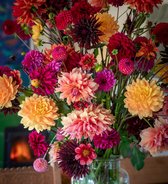 Mélange de bulbes de fleurs de Dahlia - 15 pièces - Mélange de couleurs unique - Fleurs - Plantes - Jardin - Tubercules - Mélange printanier - Livraison gratuite !