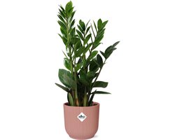 Plantenboetiek.nl | Zamioculcas in ELHO Vibes Fold roze - Ø14cm - 45-50cm hoog - Kamerplant - Groenblijvend