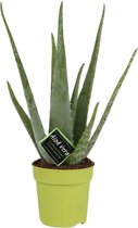 Plantenboetiek.nl | Aloe Vera - Kamerplant - Hoogte 45cm - Potmaat 12cm
