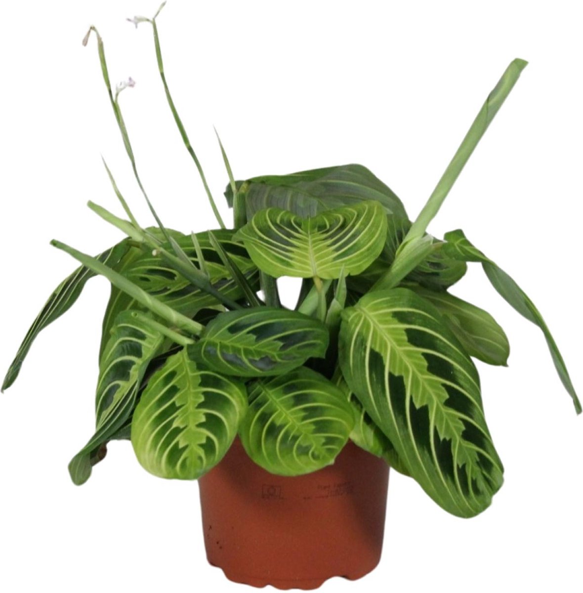 Plantenboetiek.nl | Maranta Leuconeura Fascinator Lemon Lime - Ø12cm - 30cm hoog - Kamerplant - Groenblijvend