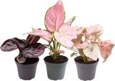 Plantenboetiek.nl | Pink is the new green - Ø 6,5cm - Hoogte 20cm