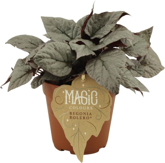 Trendyplants special - Alocasia ica Polly - Houseplant - Height