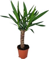 Plantenboetiek.nl | Yucca - Kamerplant - Hoogte 60cm - Potmaat 14cm