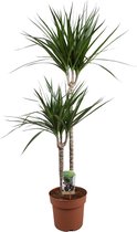 Plantenboetiek.nl | Dracaena Marginata - Kamerplant - Hoogte 110cm - Potmaat 19cm