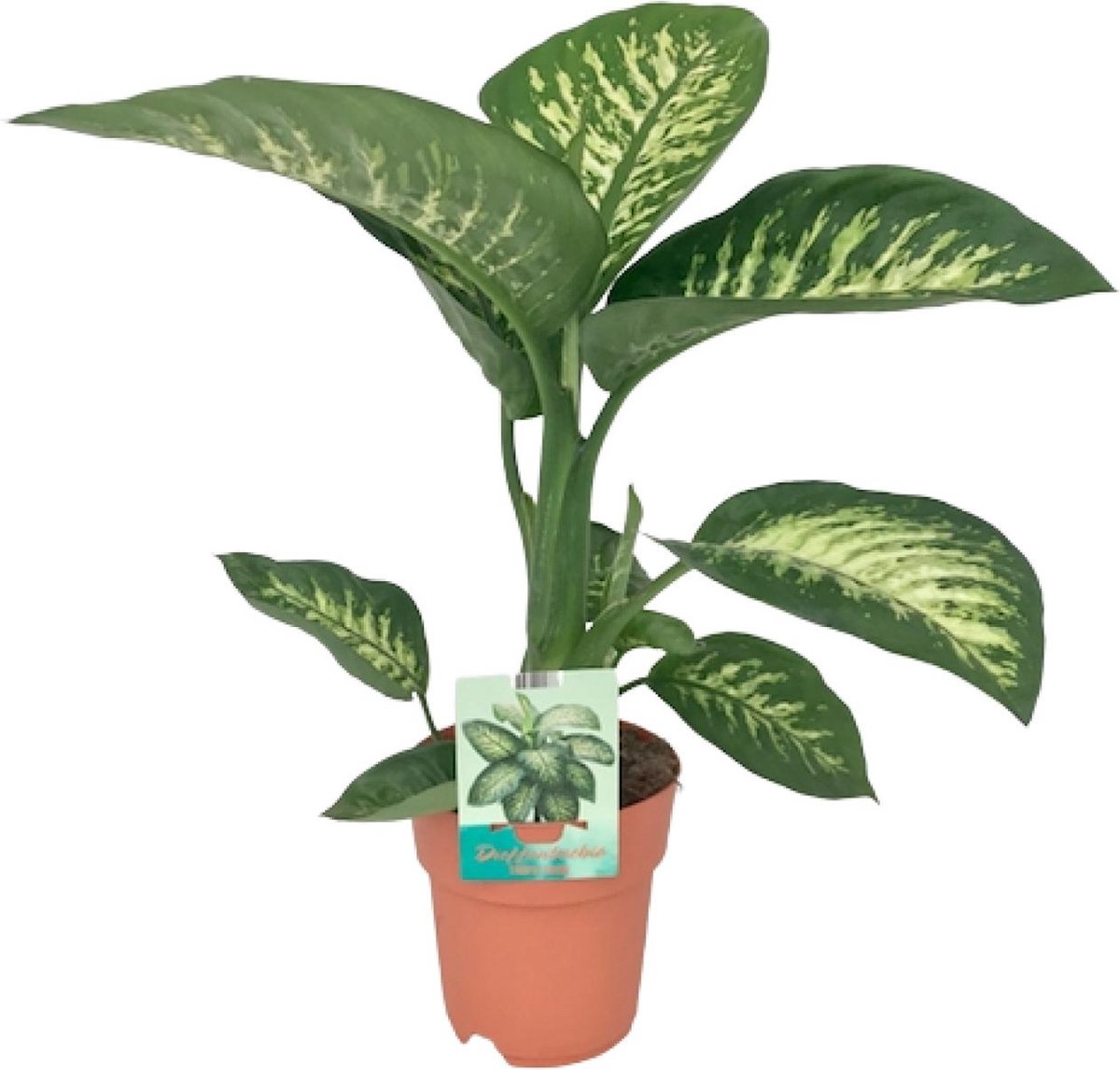 Plantenboetiek.nl | Dieffenbachia Seguine Tropic Snow - Ø19cm - 60-70cm hoog - Kamerplant - Groenblijvend
