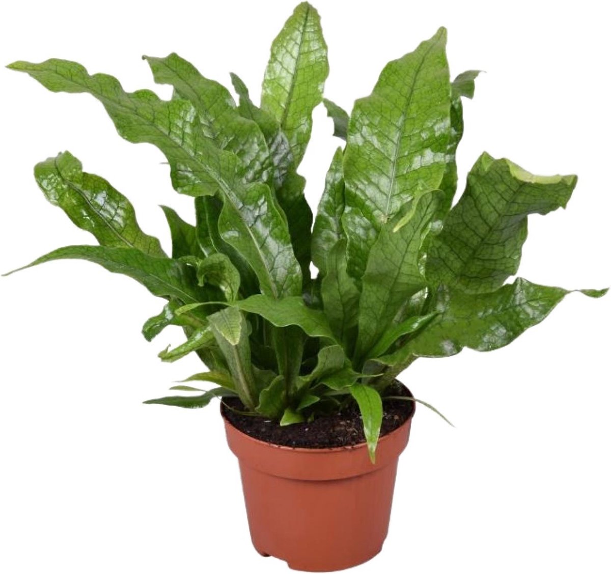 Plantenboetiek.nl | Microsorum Crocodyllus - Ø12cm - 30cm hoog - Kamerplant - Groenblijvend