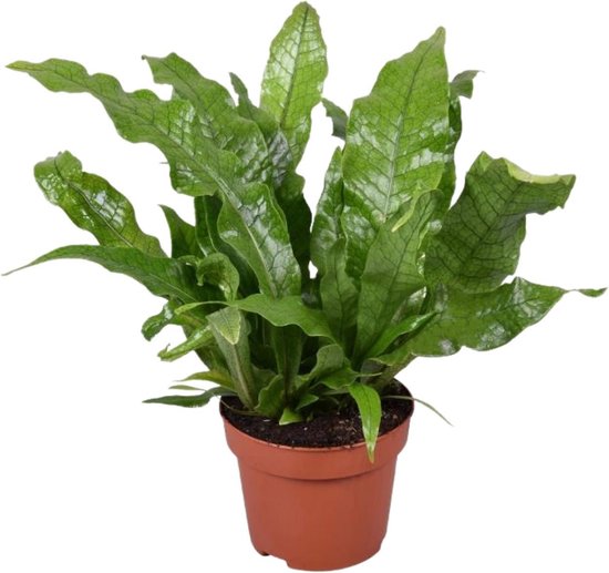 Alocasia polly kamerplant van 45cm kopen