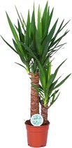Plantenboetiek.nl | Yucca - Kamerplant - Hoogte 80cm - Potmaat 17cm