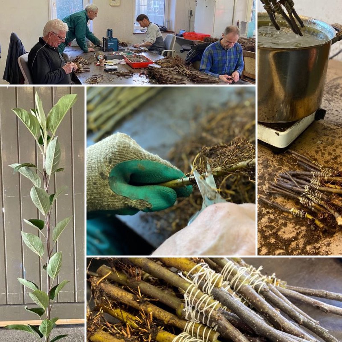 APPELTUINTJE | LiefsLabel | Cadeaupakket | Cadeau | Bruiloft | Verjaardag | Pensioen | Juf / Meester | Duurzaam | Tuin | Moestuin | Appelboom | Groen | Geschenk | Origineel Kerstpakket – foto 4