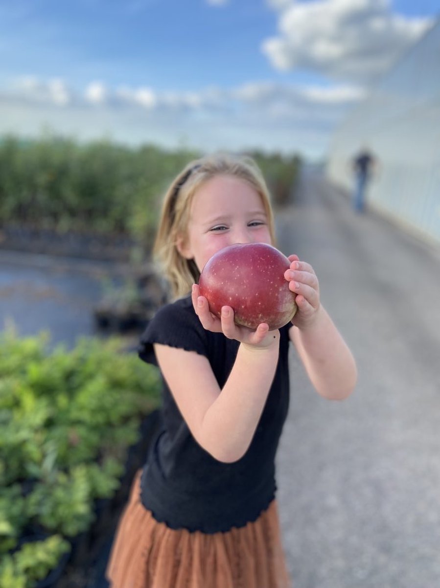 APPELTUINTJE | LiefsLabel | Cadeaupakket | Cadeau | Bruiloft | Verjaardag | Pensioen | Juf / Meester | Duurzaam | Tuin | Moestuin | Appelboom | Groen | Geschenk | Origineel Kerstpakket – foto 6