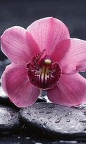 Fotobehang - Orchid 150x250cm - Vliesbehang
