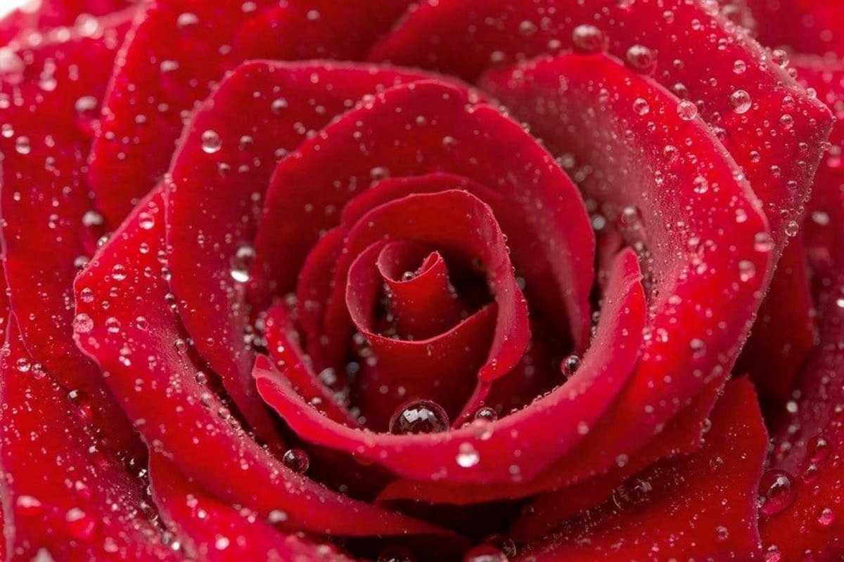 Fotobehang - Red Rose 375x250cm - Vliesbehang