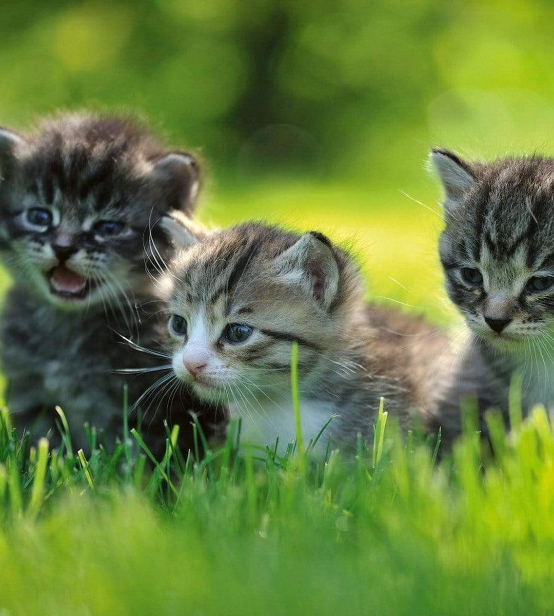 Fotobehang - Kittens 225x250cm - Vliesbehang