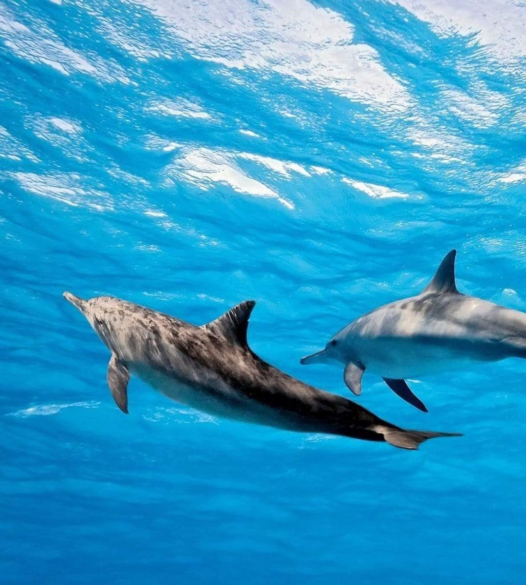 Fotobehang - Dolphins 225x250cm - Vliesbehang