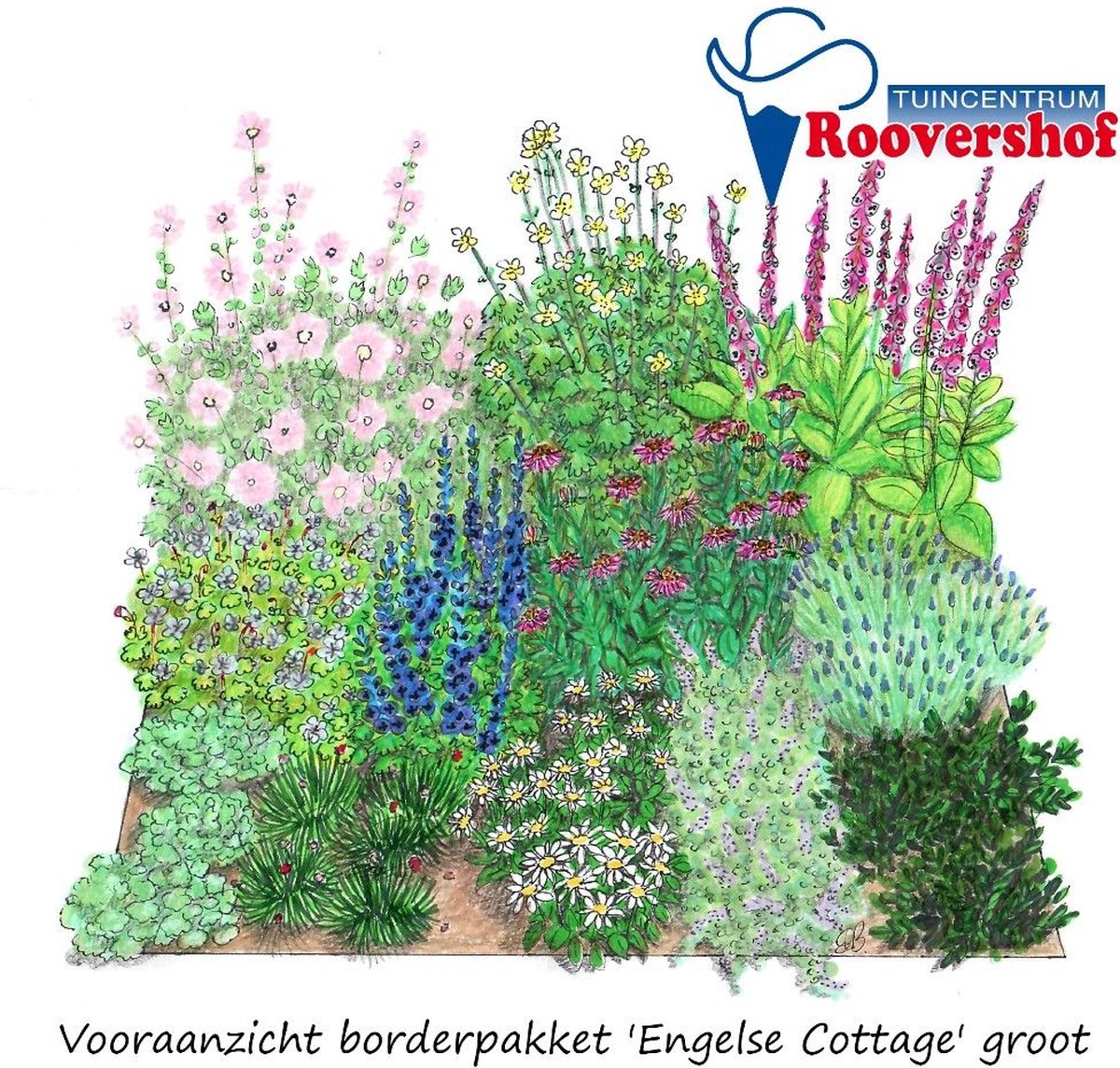 Borderpakket 'Engelse cottage' groot - rozen, lavendel, anemonen en meer - 42 planten - 6 m²