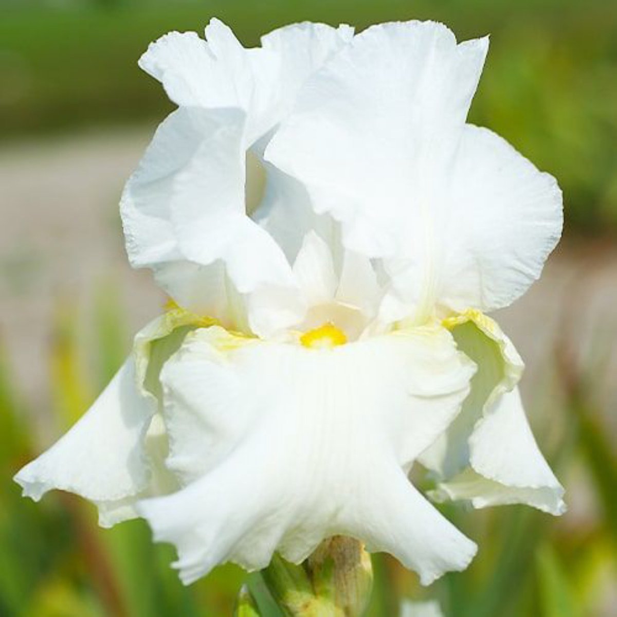 Nederlands beste kwaliteits Iris bloembollen Glowing Seraphin 1 bloembol