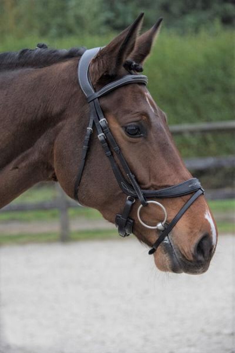 Lj Leathers Hoofdstel Lj Leathers Pro Selected Legacy Primus Zwart