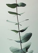 JUNIQE - Canvas doeken Eucalyptus Green -40x60 /Groen & Wit