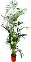 Trendyplants - Kentia palm - Howea Forsteriana - Kamerplant - Hoogte 190-210 cm - Potmaat Ø24cm