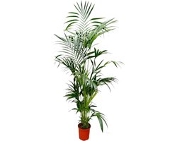 Trendyplants - Kentia palm - Howea Forsteriana - Kamerplant - Hoogte 190-210 cm - Potmaat Ø24cm