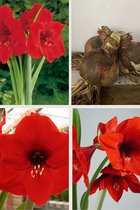 Amaryllis Collectie - The Red Collection - 3 stuks - Rode Amaryllissen maat 30/32 - amaryllis bloembol