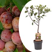 Plant in a Box - Prunus domestica 'Opal' - Pruimenboom - Fruitboom - Pot 21cm - Hoogte 90-100cm