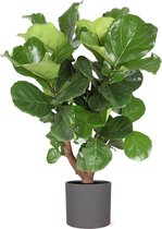 Ficus Lyrata - Rubberboom (vertakt) Ø24cm 110cm - Verse Kamerplant, Direct van de Nederlandse Kweker