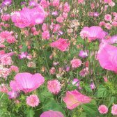 MRS Semences et mélanges Fleurs d'été Mix de nuances roses