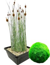 vdvelde.com - Quenouilles miniatures + boules de mousse - Plantes résistantes à l'hiver, 4 Typha minima + 5 boules de mousse - Panier d'étang inclus - Plantes aquatiques Van der Velde