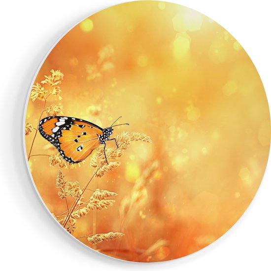 Artaza Forex Muurcirkel Oranje Vlinder In Het Oranje Veld - 70x70 cm - Wandcirkel - Rond Schilderij - Wanddecoratie Cirkel - Muurdecoratie