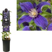 Klimplant Clematis So Many® Blue Flowers PBR (Bosrank)