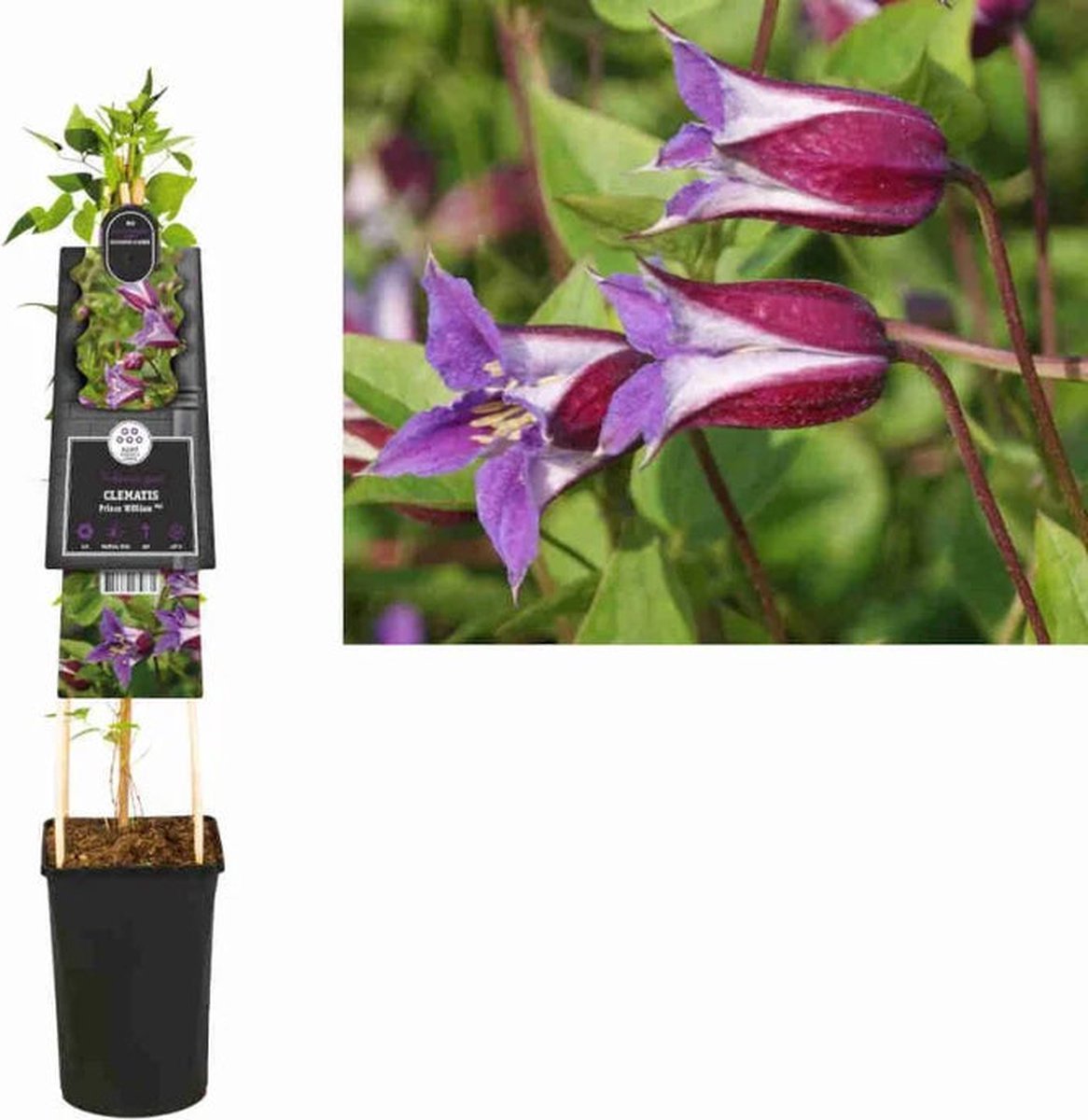 Starre Klimplant Clematis Prince William PBR (Bosrank)