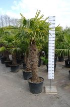 Winterharde Palmboom - Trachycarpus Fortunei - Stamhoogte 140 cm, totale hoogte 240 cm