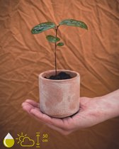 Grow your ownn kweekset - Camellia Sinensis (Theeplant) - Kamerplant Kweekset