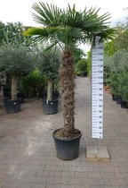 Winterharde Palmboom - Trachycarpus Fortunei - Stamhoogte 150 cm, totale hoogte 250 cm