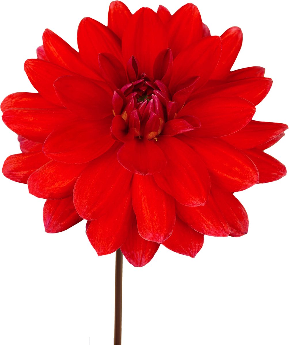 8 x Dahlia Knollen 'Heatwave' | Bloembollen zomerbloeiers | Nederlands gekweekt | Kleurrijke Dahliabollen - The Bulb Farmers