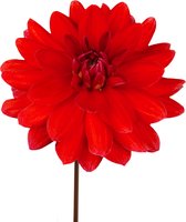 The Bulb Farmers - 12 x Dahlia 'Heatwave' - rood - bloembollen direct van de kweker - zomerbloeier - bolmaat 1 (meest geschikte maat voor in de tuin) - Thuiswinkel waarborg