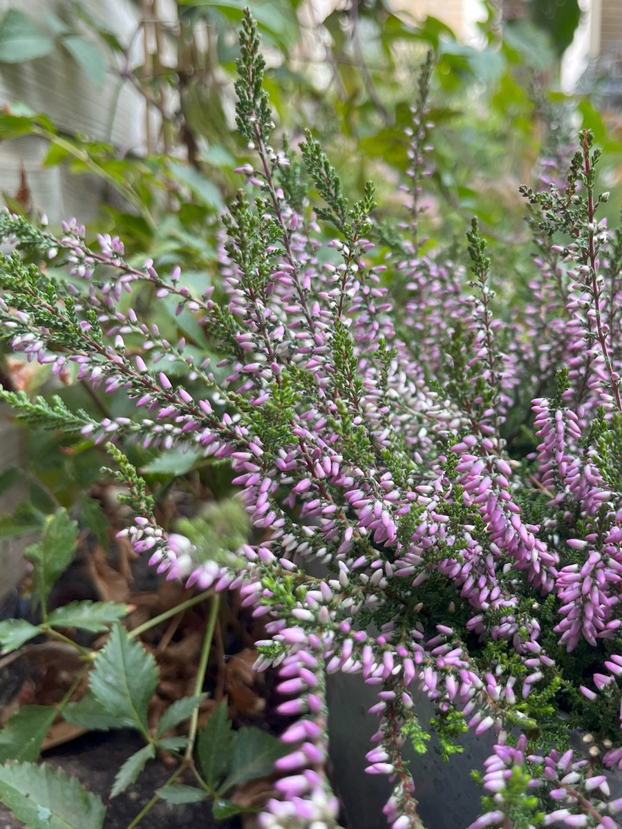 Heide Zomer Paars 10 Stuks Calluna vulgaris 'Hilda' P10.5 Plant Tuinplant